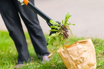 Deweeding Tools in Use