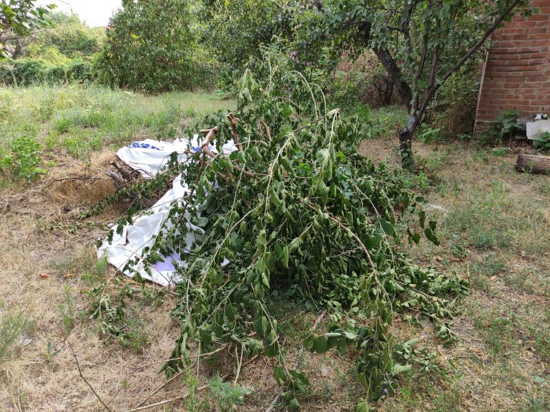 Tree Branches Removal in Honolulu, HI