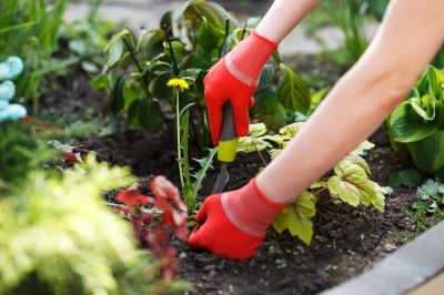 Remove Competing Weeds