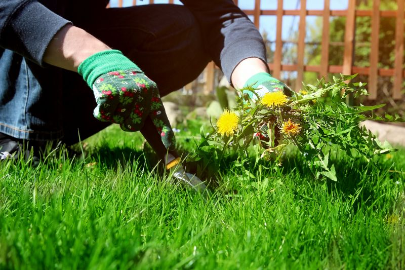 Effective Garden Deweeding Techniques