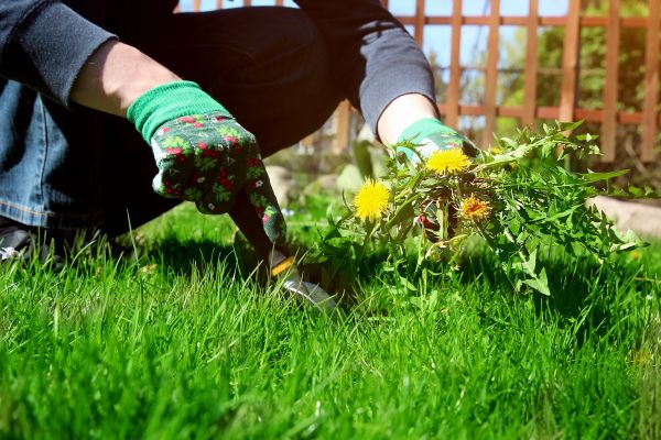 Grow your Garden Deweeding business